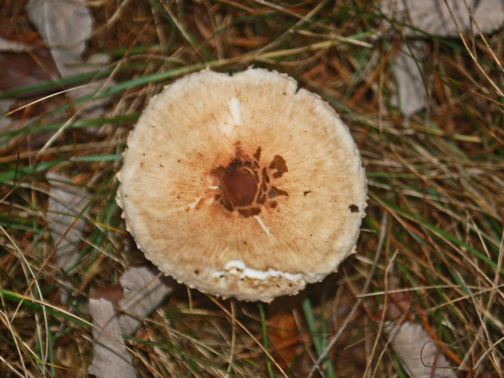 Che sia un''Amanita? (Cfr. Macrolepiota sp.)